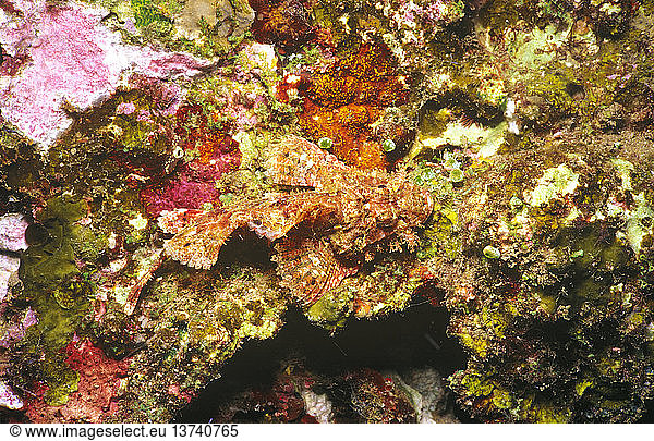 Weedy stingfish (Scorpaenopsis cirrhosa)  well camouflaged  resting on a rock wall. Tulamben  Bali  Indonesia