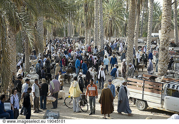 Weekly animal market in Douz  Tunisia
