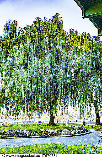 Weeping Willow Tree  Riverside Park South  New York City  New York  USA
