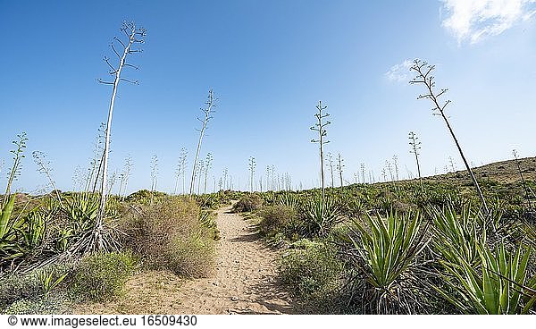 Weg durch Agaven  Playa de Los Genoveses  Nationalpark Cabo de Gata-Nijar  Almería  Spanien  Europa