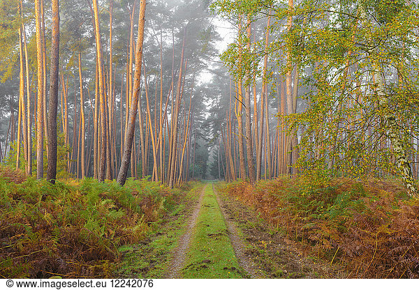 Weg durch einen Kiefernwald an einem nebligen  sonnenbeschienenen Herbstmorgen in Hessen  Deutschland