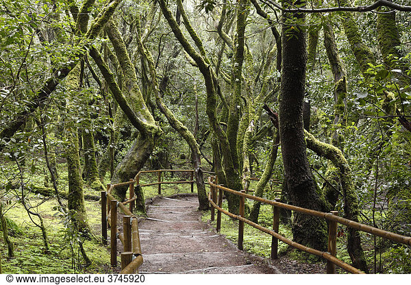 Weg durch Nebelwald  Laguna Grande  Nationalpark Garajonay  La Gomera  Kanaren  Kanarische Inseln  Spanien  Europa Garajonay Nationalpark