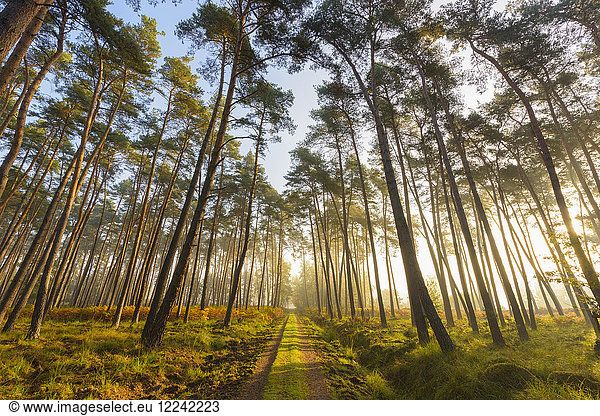 Weg durch silhouettierte Bäume in einem Kiefernwald an einem nebligen  sonnigen Morgen in Hessen  Deutschland