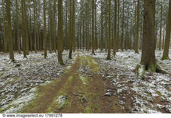 Weg im Nadelwald im Winter  Waldbrunn  Baden-Württemberg  Deutschland  Europa