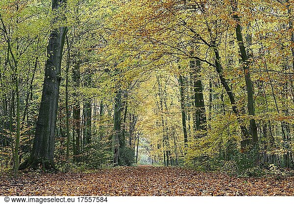 Weg im Wald  Buchenwald im Herbst  Bottrop  Ruhrgebiet  Nordrhein-Westfalen  Deutschland  Europa