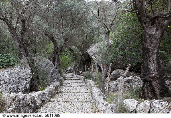 Weg  Olivenbäume  Biniarix  Mallorca  Balearen  Spanien  Europa