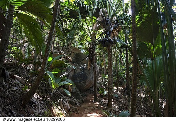 Weg und Vegetation im Vallee de Mai Nationalpark  UNESCO Weltnaturerbe  Insel Praslin  Seychellen  Afrika