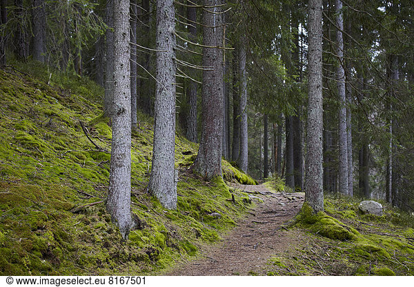Weg  Wald  Fichte  Wanderweg