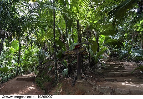 Wege und Vegetation im Vallee de Mai Nationalpark  UNESCO Weltnaturerbe  Insel Praslin  Seychellen  Afrika