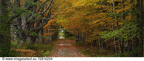 Wege zwischen Ahorn- und Espenbäumen  Maine  Neuengland  Vereinigte Staaten von Amerika  Nord-Amerika