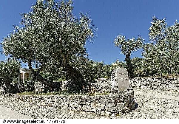 Wegweiser am Kreuzweg  Valinhos  Fatima  Olivenbaum (Olea europaea) Portugal