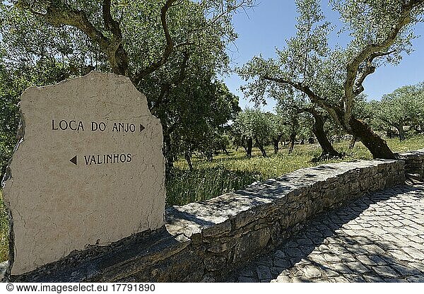 Wegweiser am Kreuzweg  Valinhos  Fatima  Olivenbaum (Olea europaea) Portugal