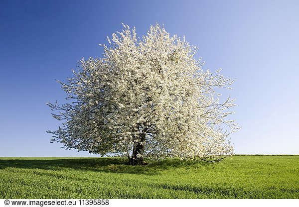 Weiß blühende Wildkirsche (Prunus avium) auf einem Feld  Solitärbaum  Sachsen  Deutschland  Europa