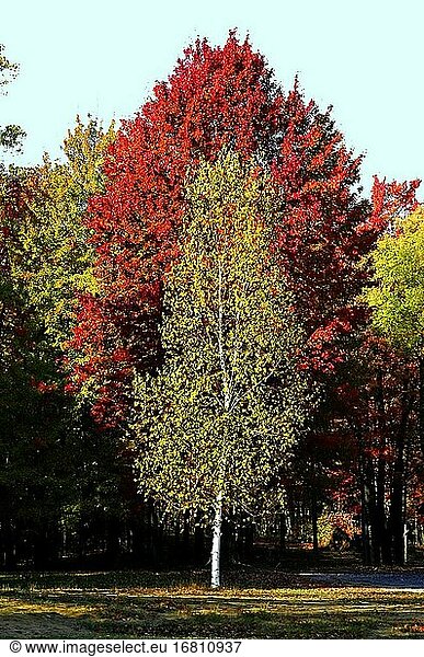 Weiße Birken mit schönen gelben Herbstblättern im Südosten von Michigan.