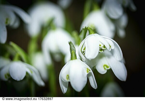 Weiße Gewöhnliches Schneeglöckchen (Galanthus nivalis)  Westland  Niederlande  Europa