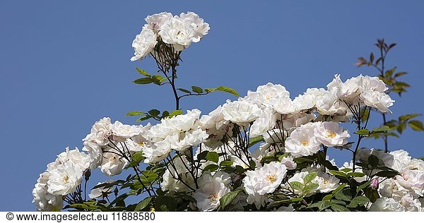 Weiße Kletterrosen (Rosa)