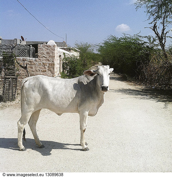Weiße Kuh auf unbefestigter Straße