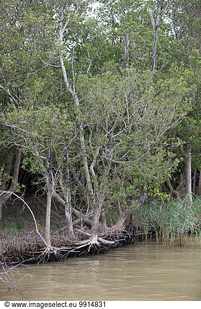 Weiße Mangrove (Laguncularia racemosa)  im Wasser  Isimangaliso Wetland Park  Kwazulu Natal  Südafrika