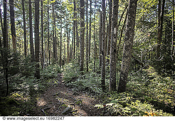 weiße Markierung auf einem Baum des Appalachian Trail durch einen Wald in Maine