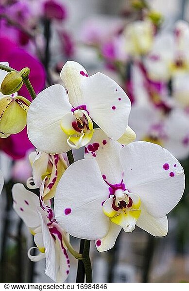 Weiße Orchidee  Phalaenopsis  Mallorca  Balearische Inseln  Spanien.