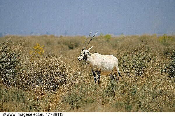 Weiße Oryx  Arabischer Spießbock  Arabische Spießböcke  Arabische Oryx (Oryx leucoryx)  Spießbock  Spießböcke  Oryx-Antilope  Oryx-Antilopen  Antilopen  Huftiere  Paarhufer  Säugetiere  Tiere  Arabian Oryx