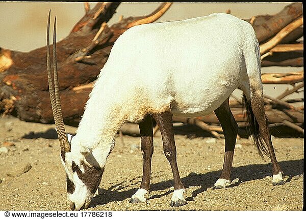 Weiße Oryx  Arabischer Spießbock  Arabische Spießböcke  Arabische Oryx (Oryx leucoryx)  Spießbock  Spießböcke  Oryx-Antilope  Oryx-Antilopen  Antilopen  Huftiere  Paarhufer  Säugetiere  Tiere  Arabian Oryx