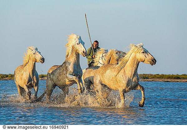 Weiße Pferde  die durch Wasser laufen  Die Camargue  Frankreich