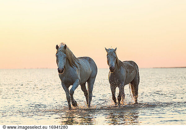 Weiße Pferde  die durch Wasser laufen  Die Camargue  Frankreich