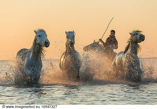 Weiße Pferde  die durch Wasser laufen  Die Camargue  Frankreich