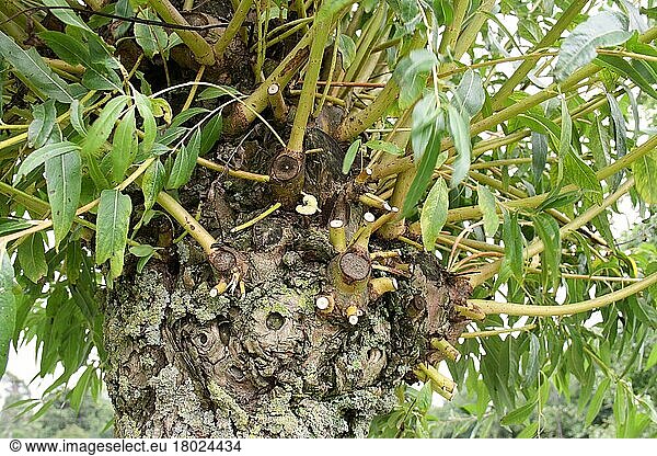 Weiße Weide (Salix alba) Nahaufnahme eines Baumstammes mit Kopfbedeckung  Suffolk  England  August