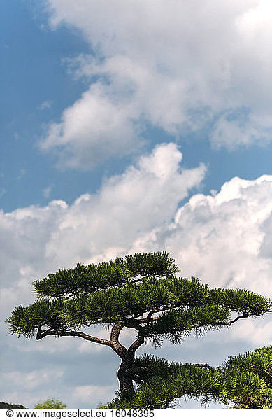 Weiße Wolken über einer japanischen Kiefer (Pinus densiflora)