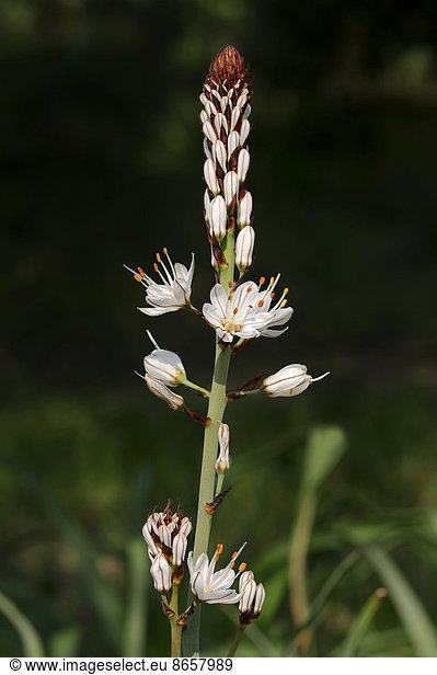 Weißer Affodill (Asphodelus albus)  Provence  Südfrankreich  Frankreich