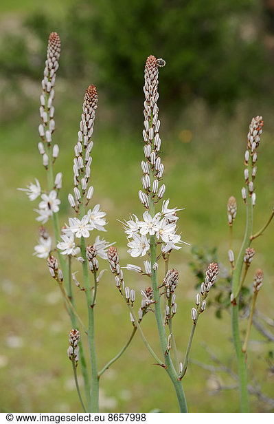 Weißer Affodill (Asphodelus albus)  Provence  Südfrankreich  Frankreich