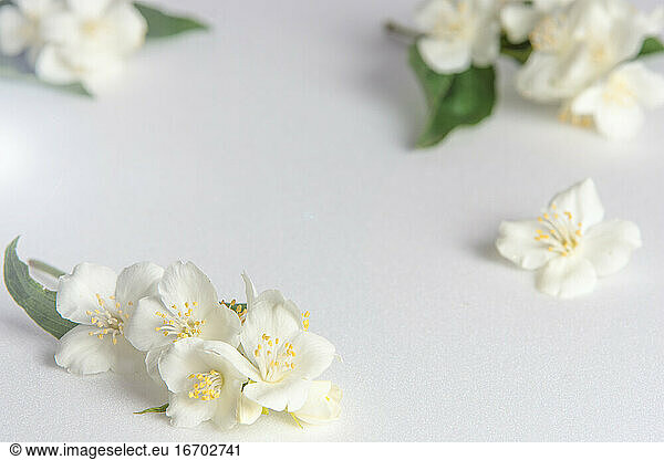 Weißer Hintergrund mit duftenden weißen Jasminblüten