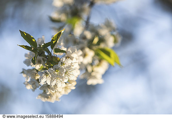 Weißer Kirschblütenzweig im Frühling