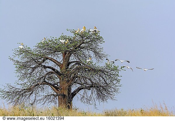Weißer Pelikan (Pelecanus onocrotalus) auf einem Baobab-Baum (auch Affenbrotbaum (die weichen  trockenen Früchte sind essbar)  umgedrehter Baum (die spärlichen Äste ähneln Wurzeln)  Weinsteinbaum) (Adansonia digitata). Ruaha-Nationalpark. Tansania.