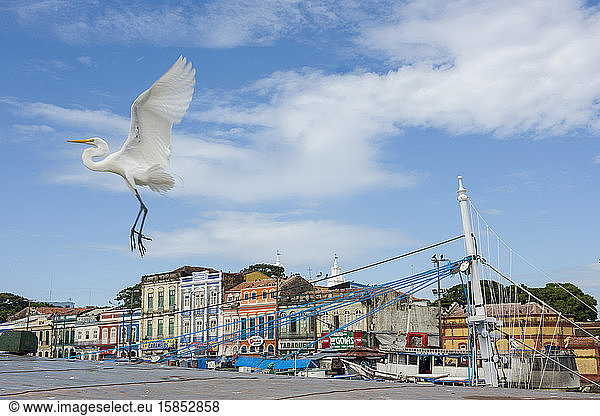Weißer Reiher mit weit geöffneten Flügeln fliegt im Hafen von Belem