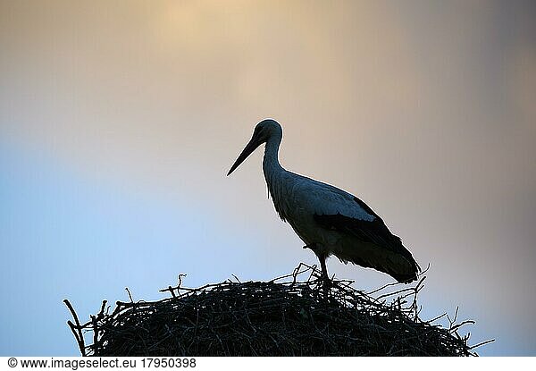 Weißer Storch (Ciconia ciconia)  bei Sonnenuntergang auf dem Nest