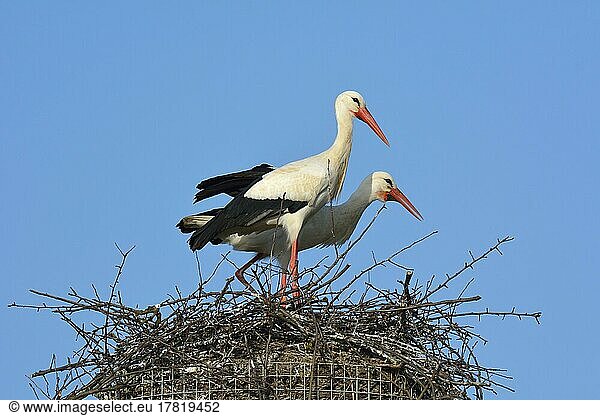 Weißer Storch (Ciconia ciconia)  Paar auf Nest  Frühling  Hessen  Deutschland  Europa