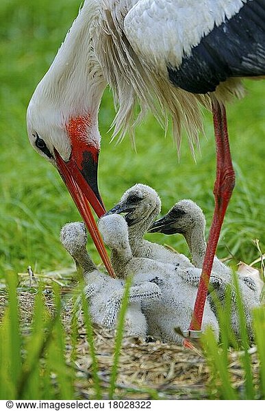 Weißer Storck füttert Küken (Ciconia ciconia)