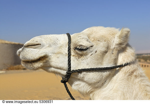 Weißes Kamel  Dromedar (Camelus dromedarius)  Porträt  Oase Dakhla  Libysche Wüste  Sahara  Ägypten  Afrika