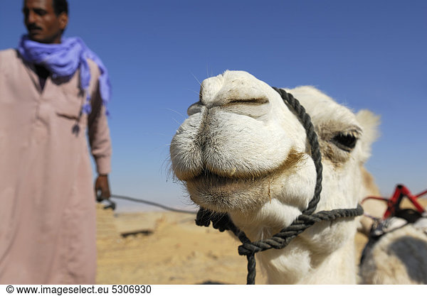 Weißes Kamel  Dromedar (Camelus dromedarius) und Kamelführer  Oase Dakhla  Libysche Wüste  Sahara  Ägypten  Afrika