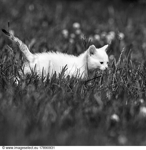 Weißes Katzenbaby  Hauskatze (Felis silvestris catus)  läuft ängstlich über eine Wiese  durch hohes Gras  monochrom  Deutschland  Europa