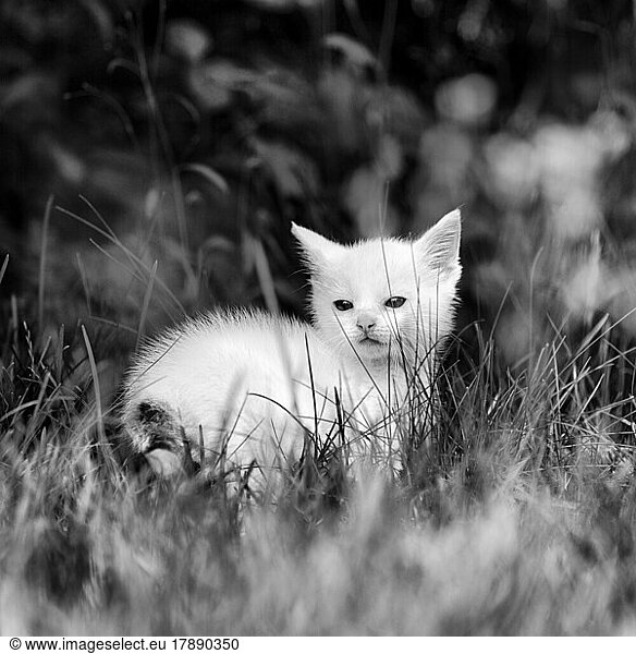 Weißes Katzenbaby  Hauskatze (Felis silvestris catus)  sitzt in einer Wiese  ruht sich aus  hohes Gras  monochrom  Deutschland  Europa