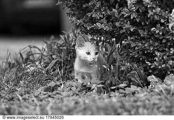 Weißes Katzenbaby  Hauskatze (Felis silvestris catus)  versteckt sich im Gebüsch  monochrom  Deutschland  Europa