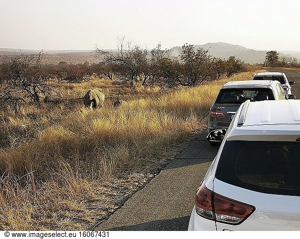 Weißes Nashornbaby mit seiner Mutter im Krüger-Nationalpark  Südafrika. Malelane - Skukuza Rd  Krüger-Nationalpark  Skukuza  Südafrika. Foto: Andr? Maslennikov.