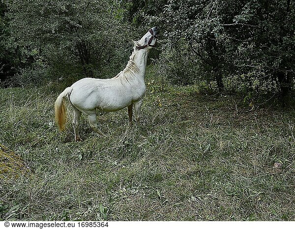 Weißes Pferd bei Aras?n  Benasque  Arag?n  Spanien.
