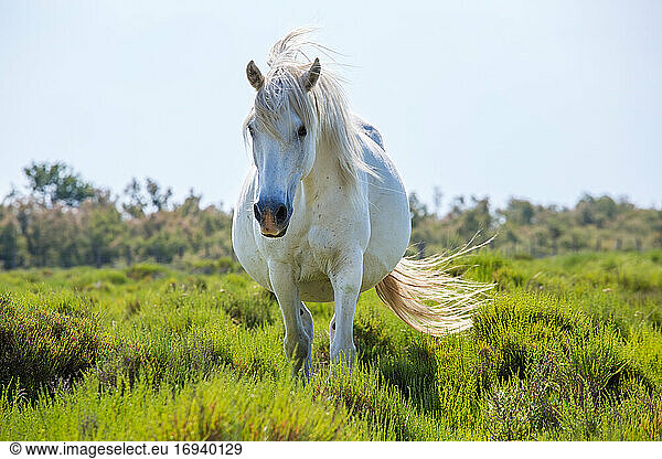 Weißes Pferd im Sumpfgebiet  Camargue  Frankreich