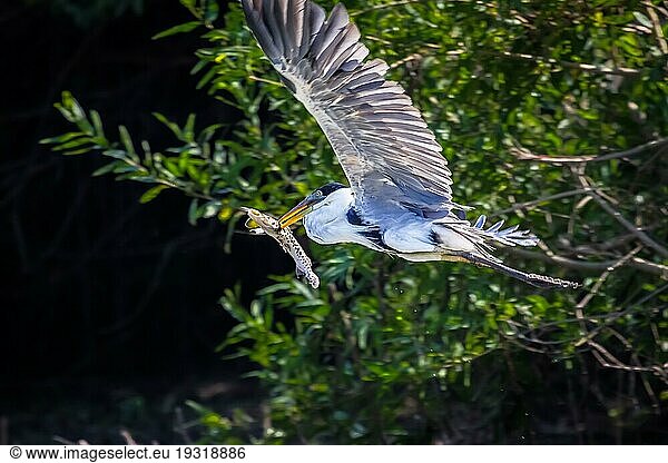 Weißhalsreiher im Flug mit einem Fisch im Schnabel  Pantanal  Brasilien  Südamerika