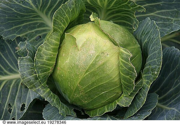 Weißkohl formatfüllend aufgenommen